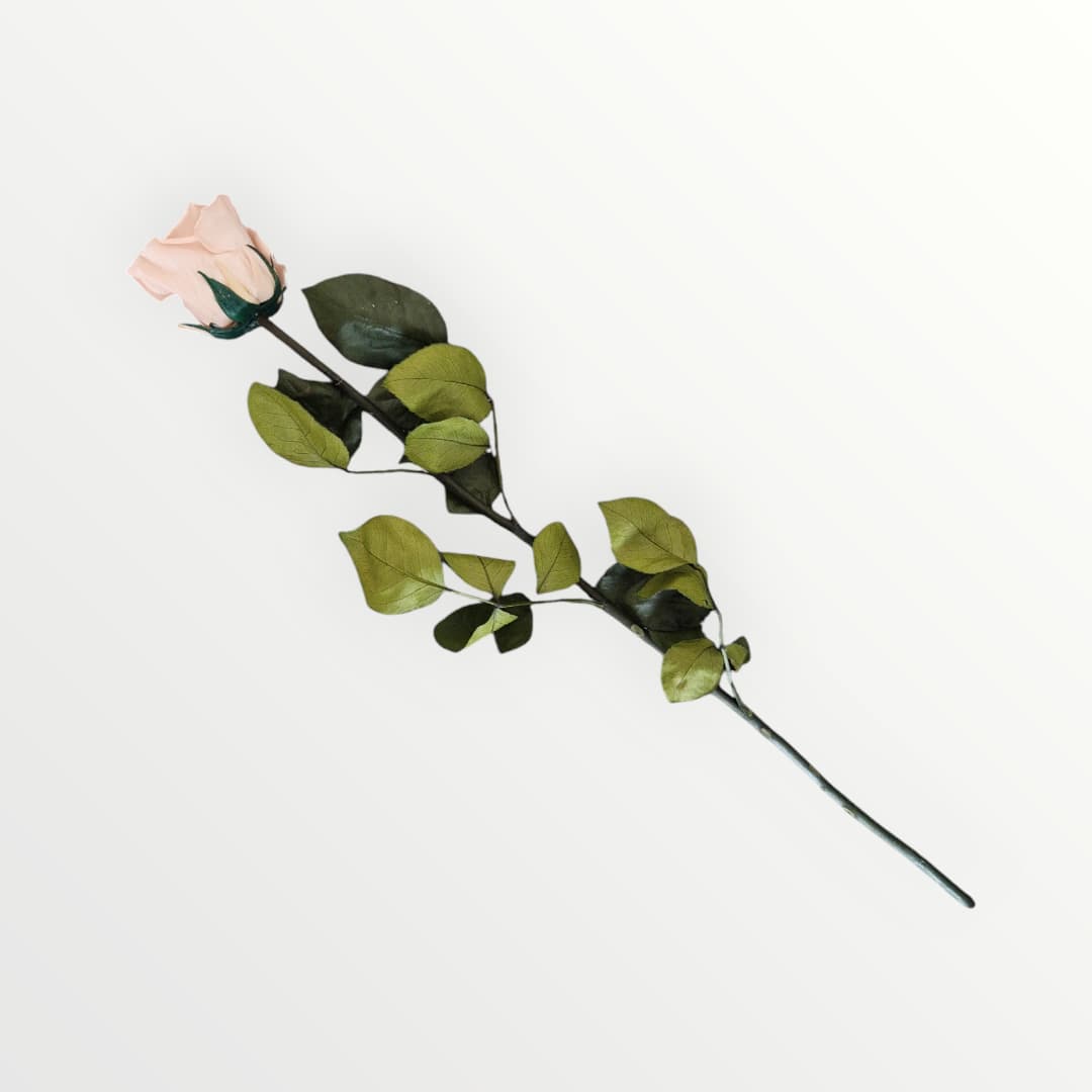 Antique Pink Longstem Rose - NICA FLORA