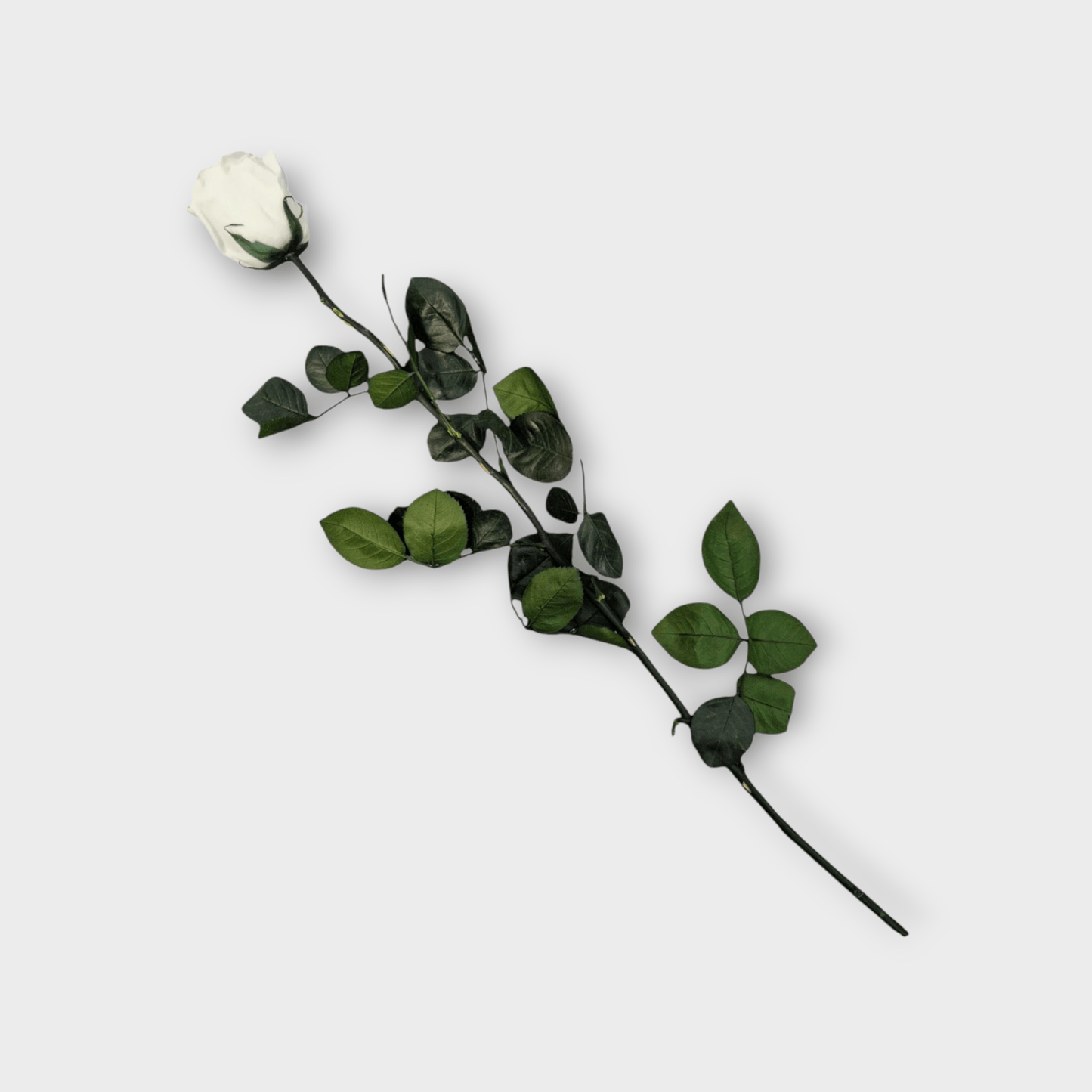 White Longstem Rose - NICA FLORA