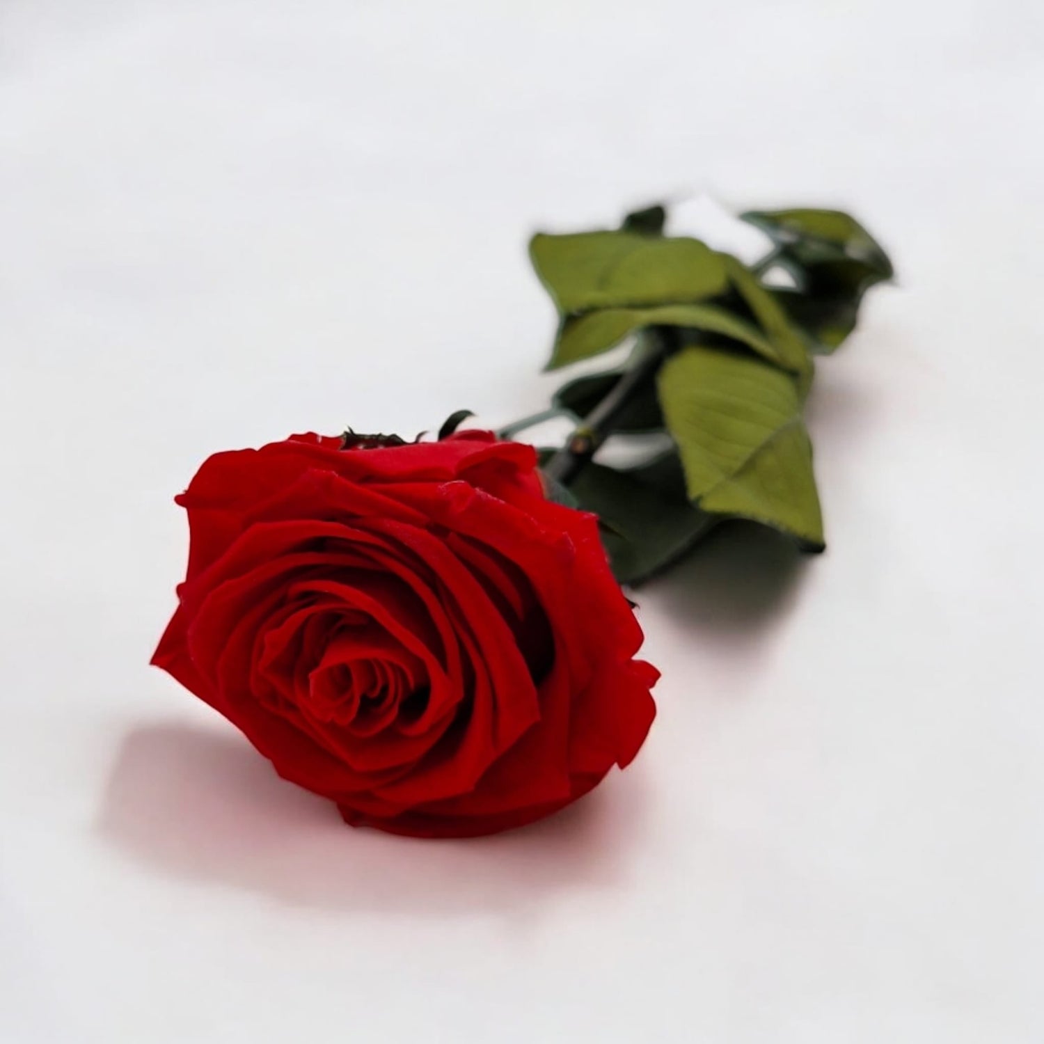 Langstielige Infinity Rosen – Zeitlose Eleganz in ihrer schönsten Form - NICA FLORA