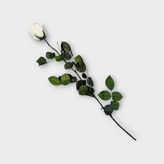 White Longstem Rose