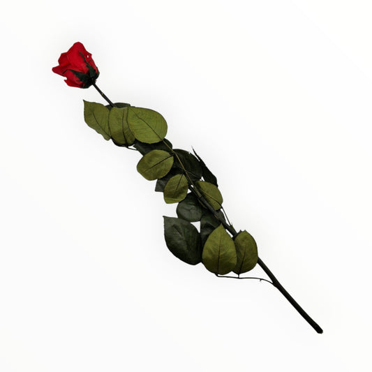 Timeless Red Longstem Rose