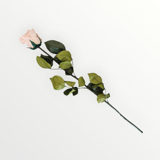 Antique Pink Longstem Rose - NICA FLORA